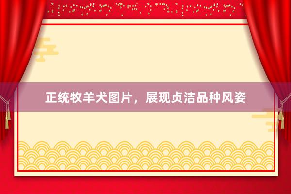 正统牧羊犬图片，展现贞洁品种风姿